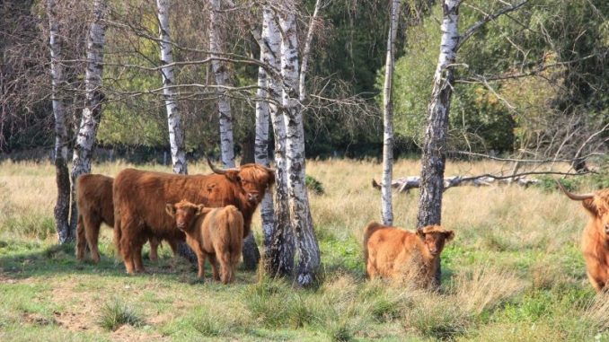 Highland-Züchter stellen Jungtiere vor - Foto: Highland-Rinder