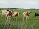 Milchlandpreis geht in die 19 Runde - Foto: Landvolk Niedersachsen