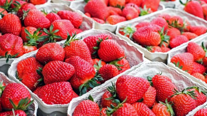 Hochsaison für Erdbeeren