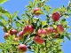 Apfelanbauer starten zuversichertlich in die Ernte - Foto: Pixabay