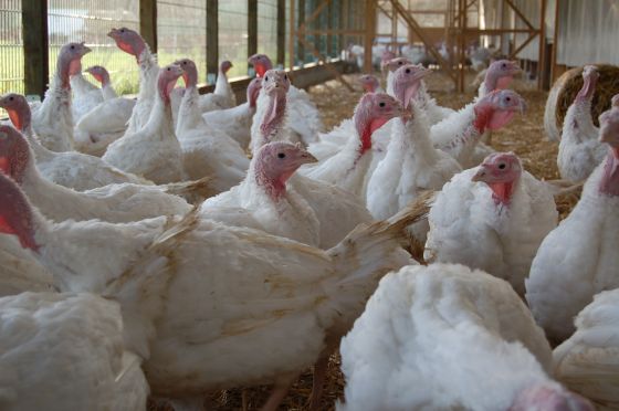 Fleischbranche einigt sich auf "Initiative Tierwohl" -