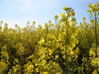 Bienenschutz: Brüssel wird "Neos" verbieten - Besonders der Rapsanbau ist betroffen