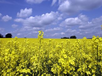 Biokraftstoffwirtschaft in Sorge - Foto: lanpixel