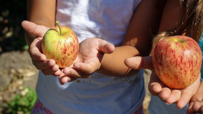 Obst in Kinderhänden