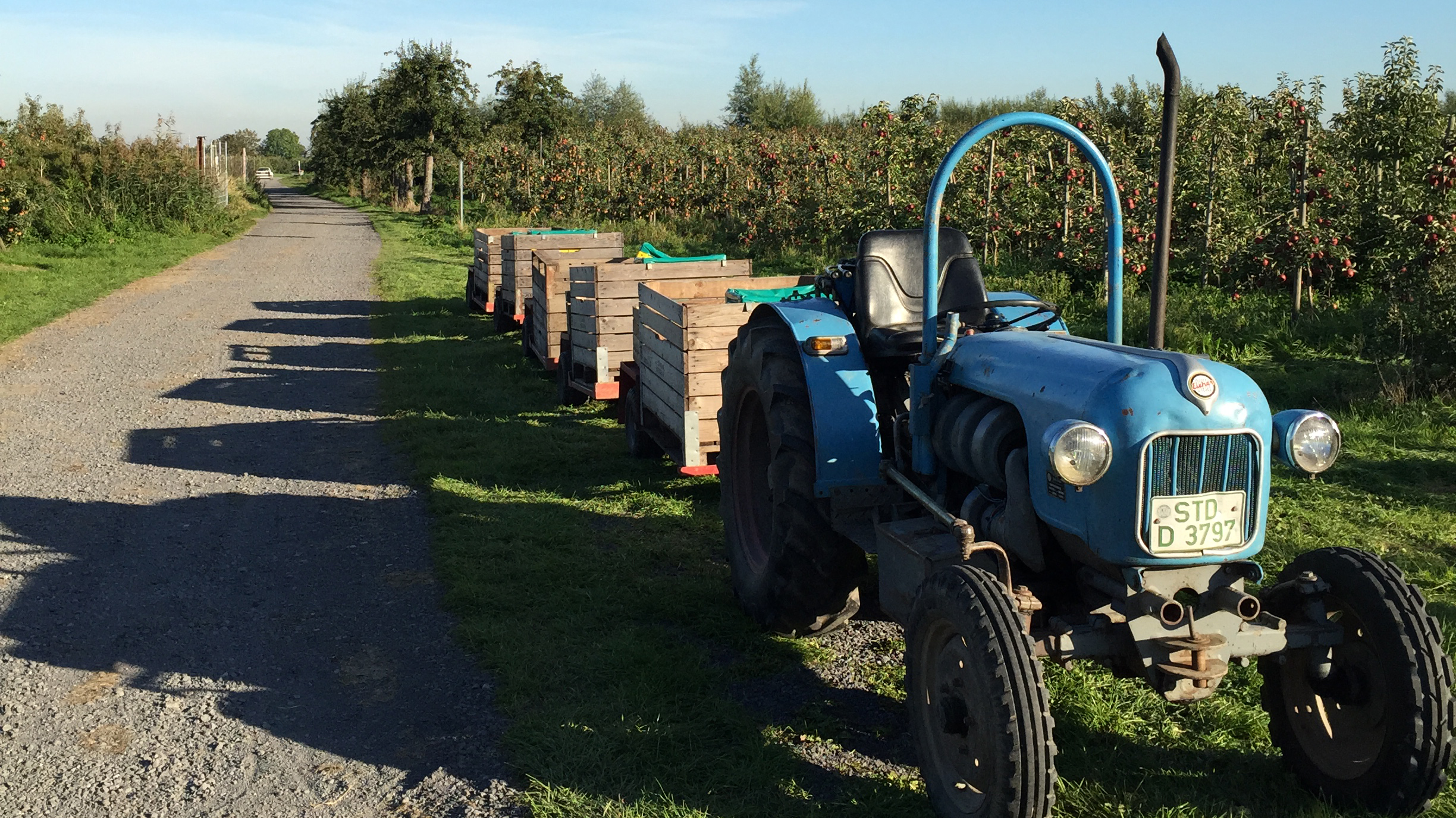 Apfelbauern haben dass Ernte am Baum bleibt