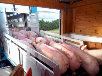 Schweine Transport