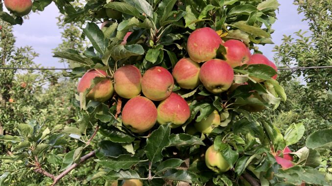 Äpfel aus Niedersachsen Landvolk „grüner“ Niedersachsen als – Landesbauernverband Neuseeland aus