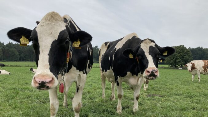 Milchkühe auf der Weide