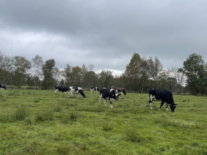 Kühe auf der Weide, Grünland