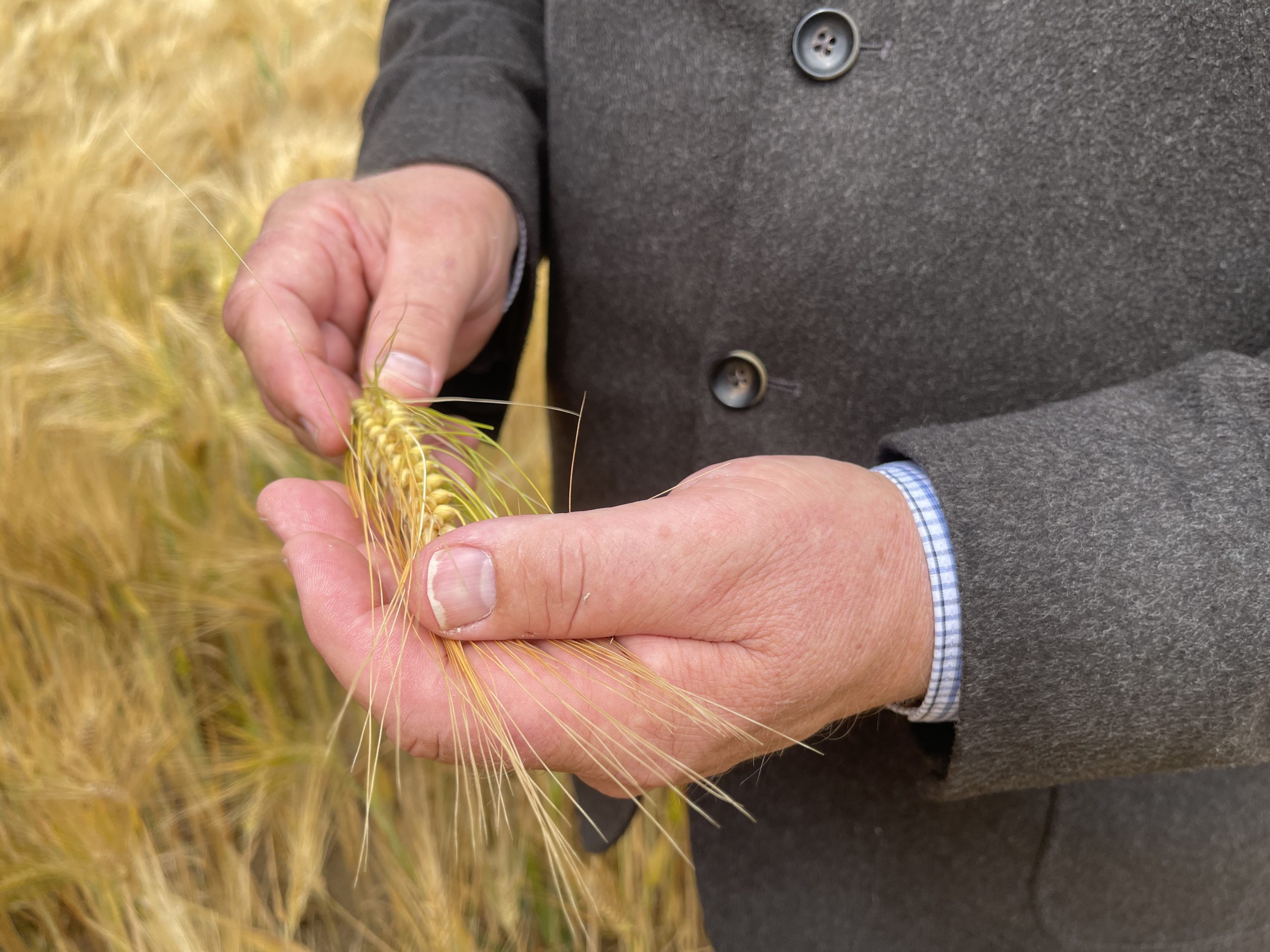Jemand hält Korn in der Hand