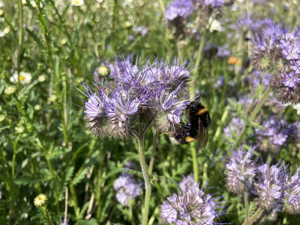 Bluehstreifen