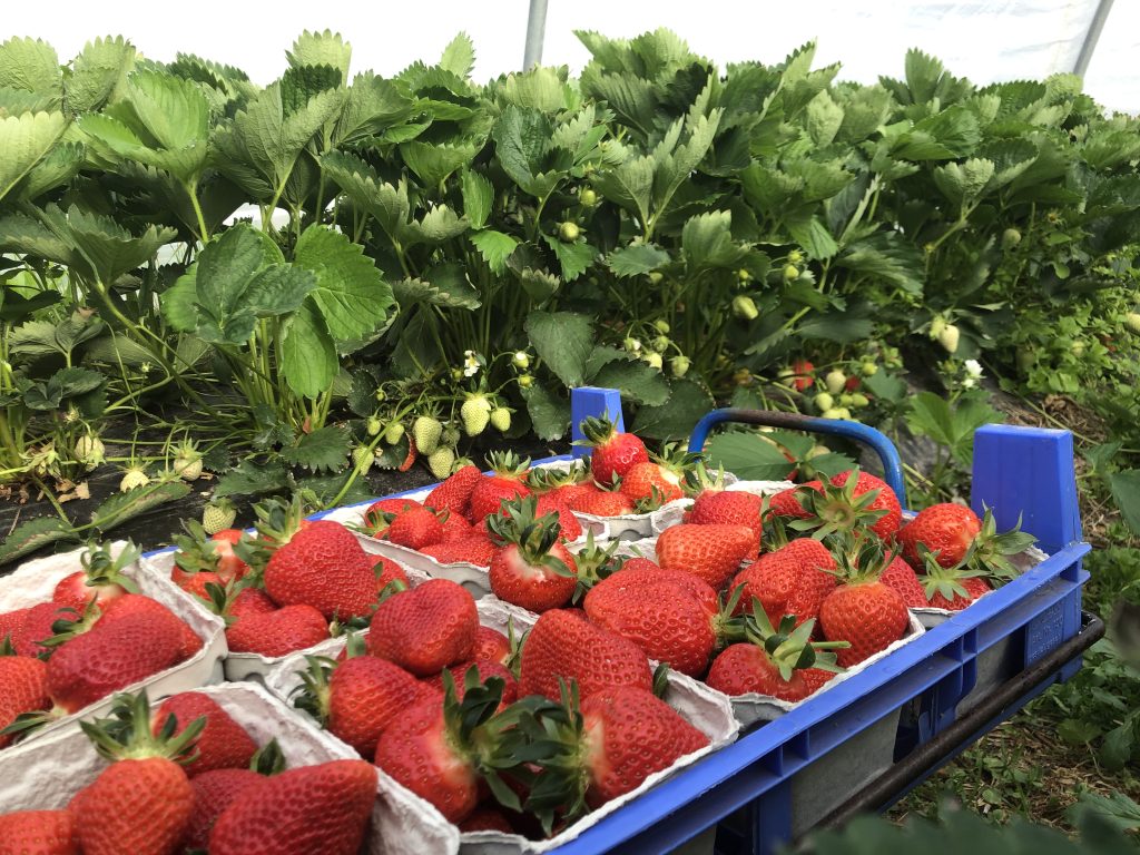 Erdbeeren