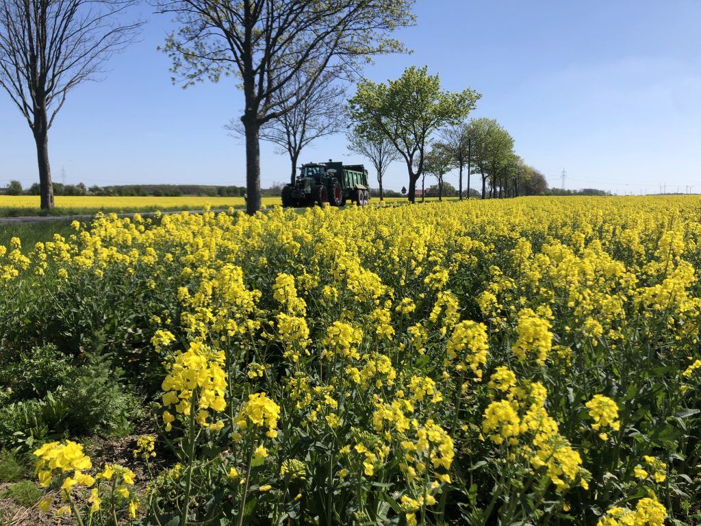 Trecker fährt durch Rapsfelder