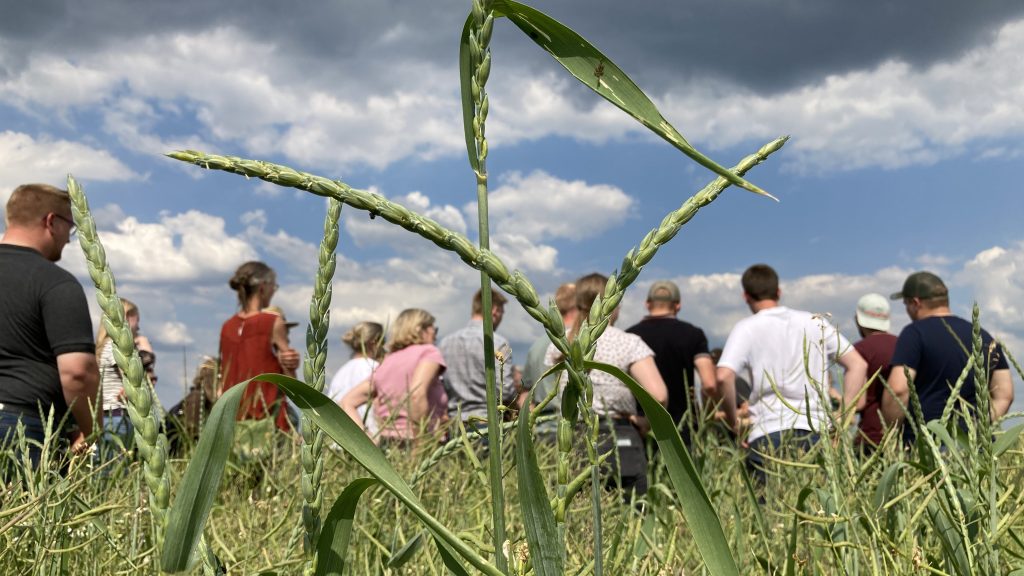 Feldtag - Leute auf dem Feld