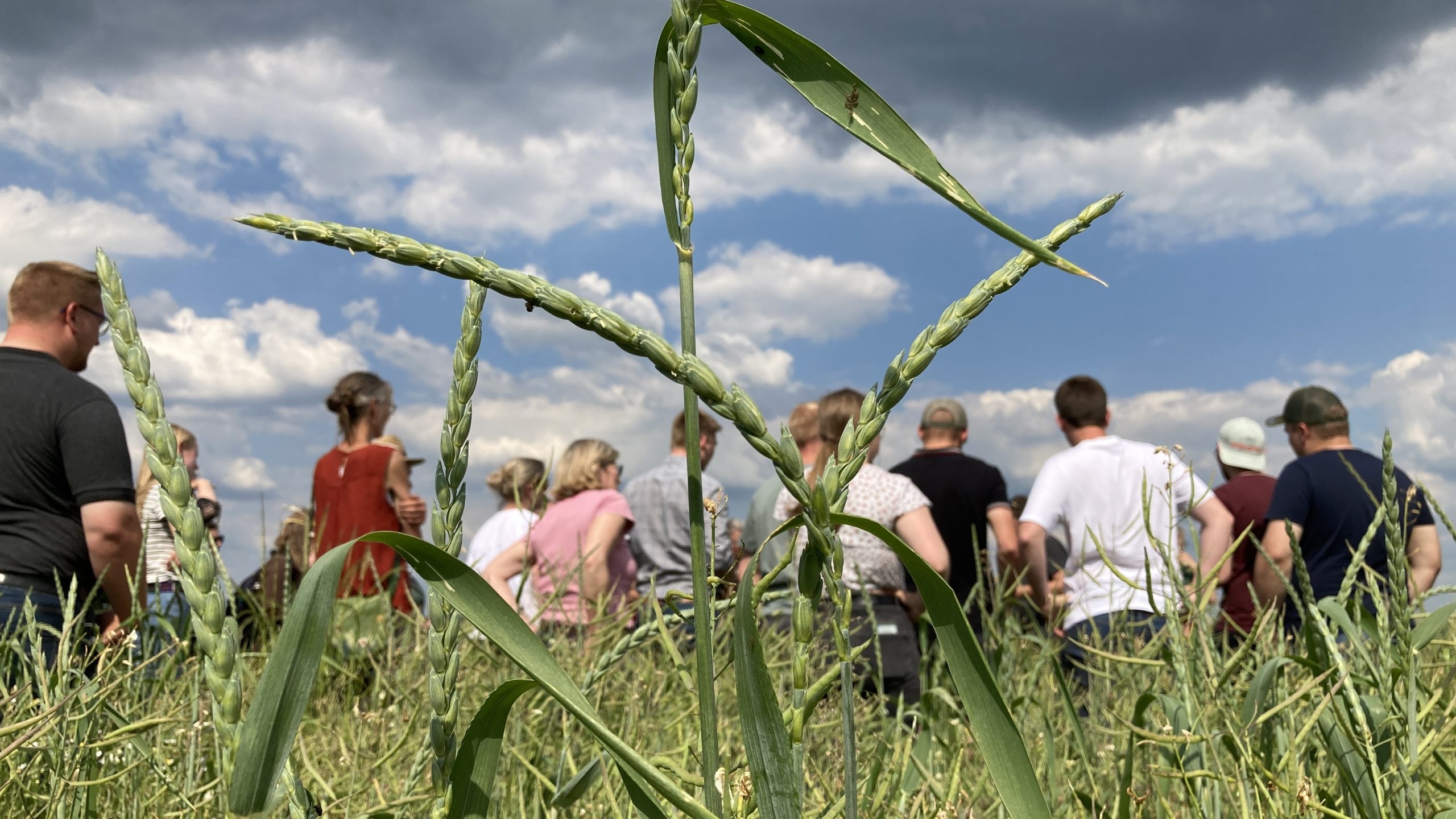 Feldtag - Leute auf dem Feld