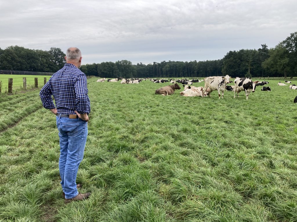 Mann schaut auf Kuhweide