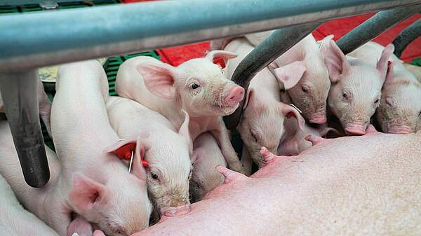 Kleine Ferkel