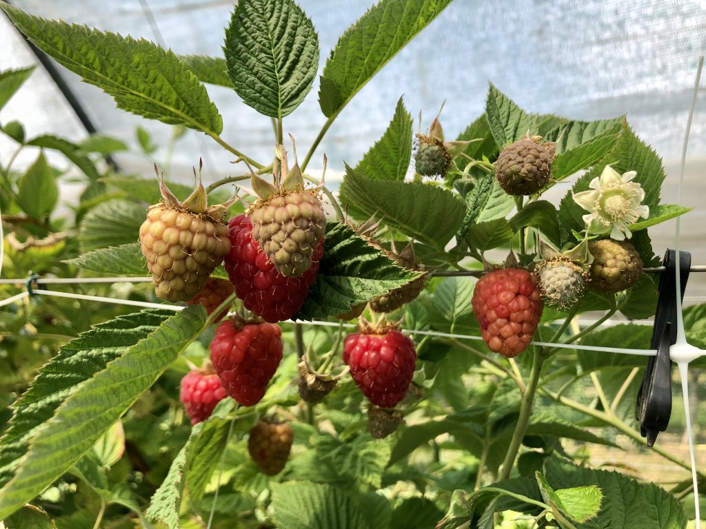 Himbeeren