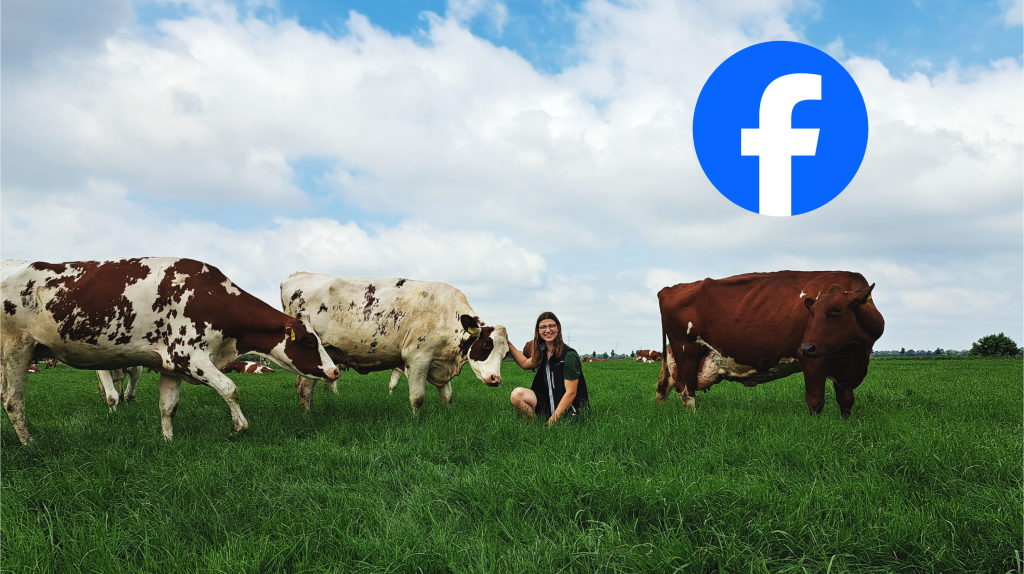 Facebook - jemand hockt auf der Kuhweide