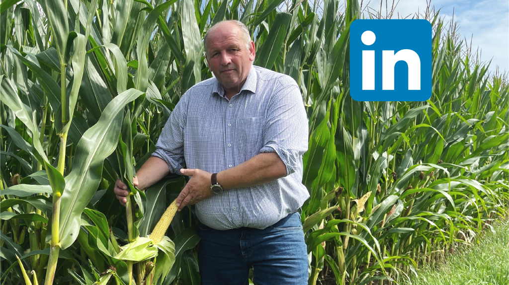 LinkedIn - Jemand ist am Maisfeld