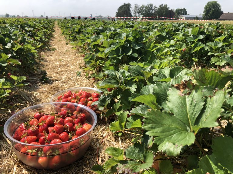 Erdbeeren