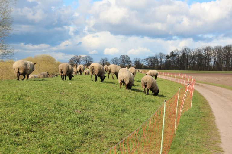 Schafe auf der Weide