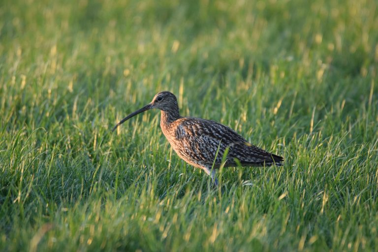 Großer Brachvogel Foto: Hans-Werner Lünemann