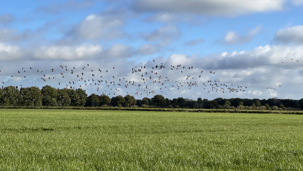 Grünland mit Gänsen