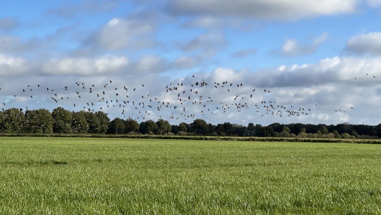 Grünland mit Gänsen